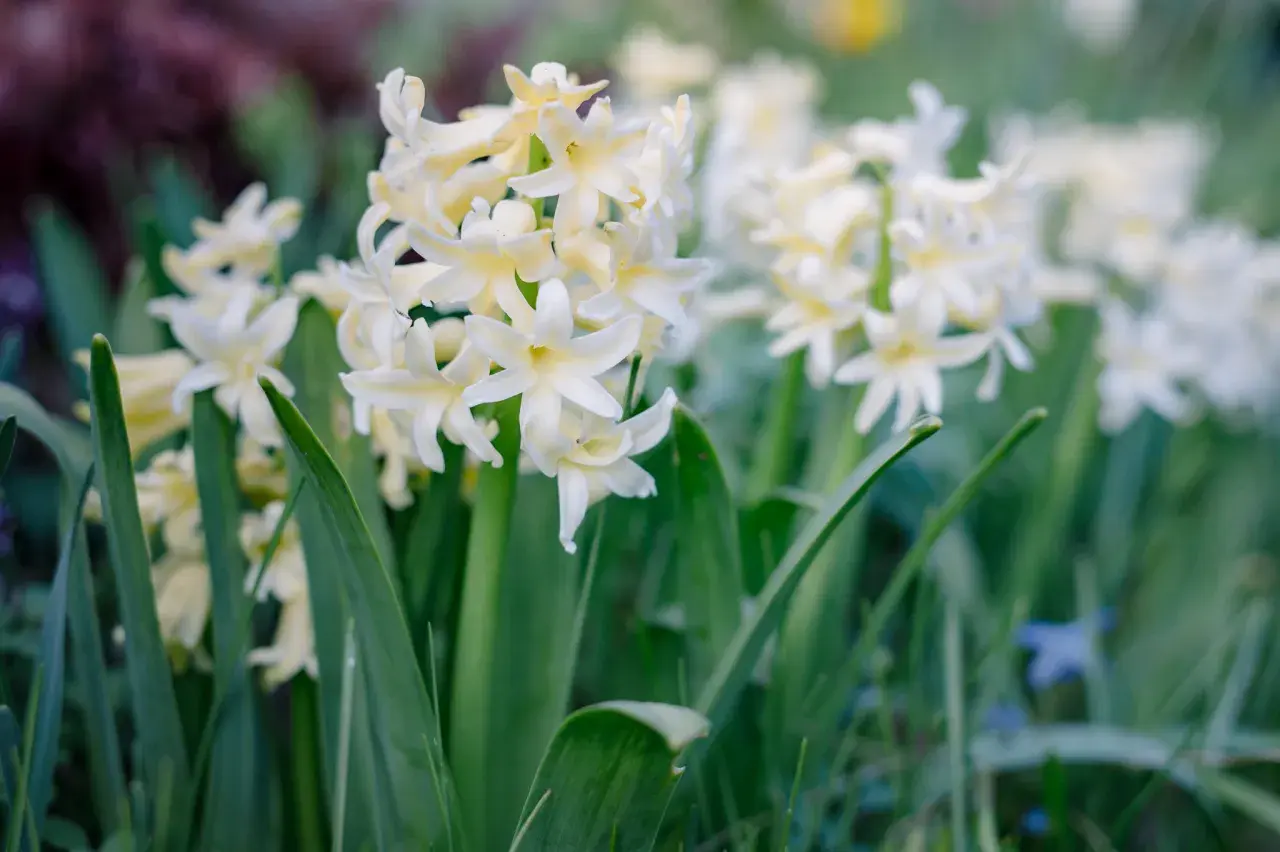 Zarte, cremefarbene Hyazinthen blühen im Frühling. Ihre Namen sind vielfältig, aber diese hier strahlen in hellem Gelb.
