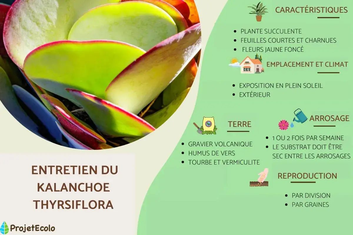 Gros plan sur les feuilles charnues et bordées de rouge d'un Kalanchoe thyrsiflora, plante succulente aux caractéristiques uniques.