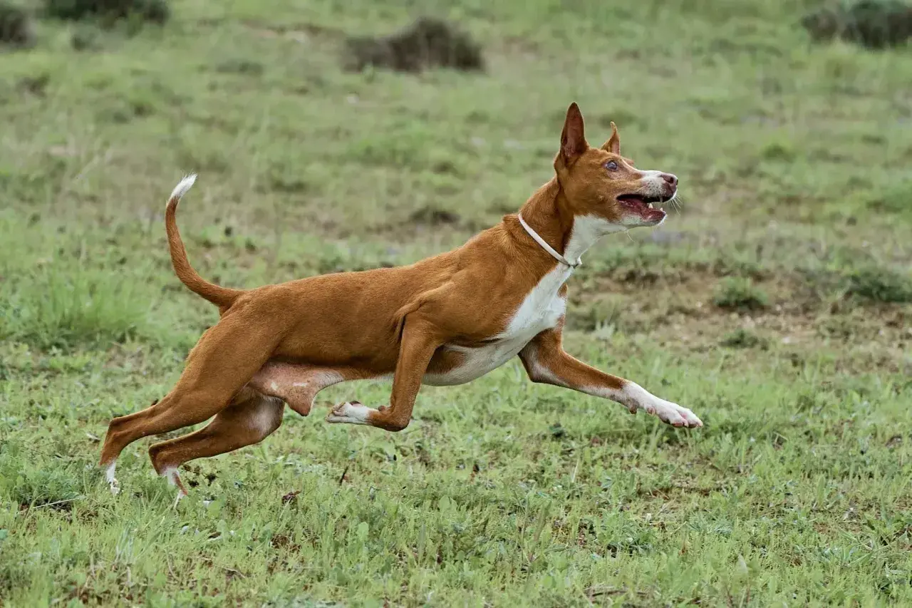 Ein Podenco Andaluz rennt über eine grüne Wiese, die Ohren aufgestellt, die Zunge herausgestreckt.