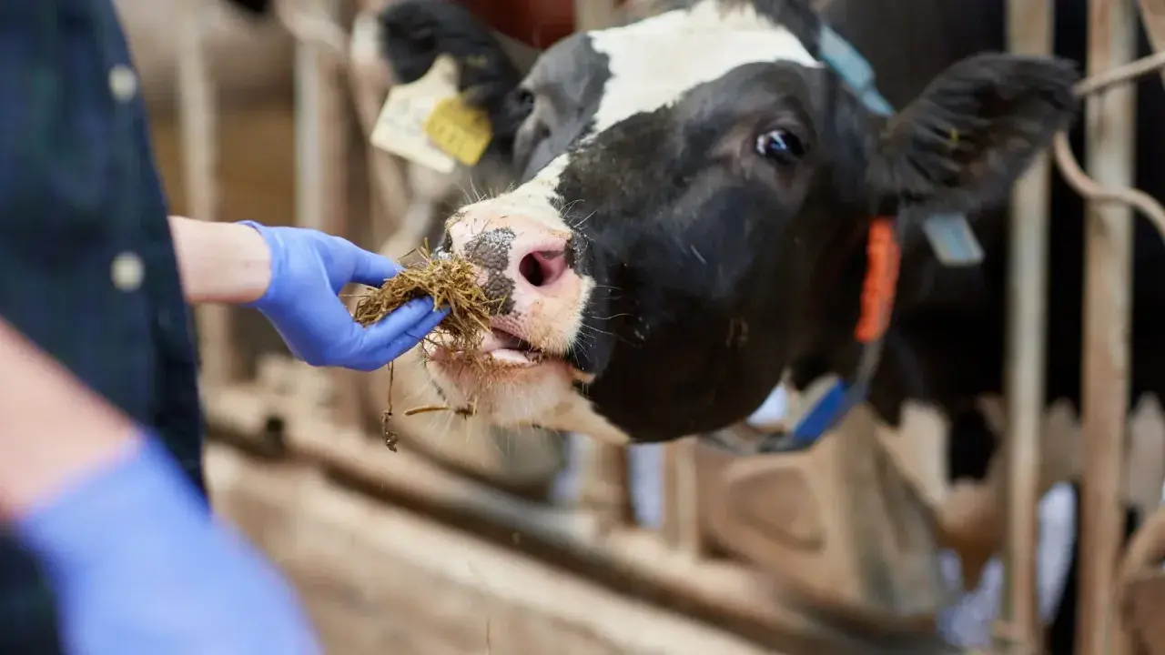 Mano enguantada ofrece heno a una vaca, cuidando la salud animal y previniendo la tuberculosis bovina.