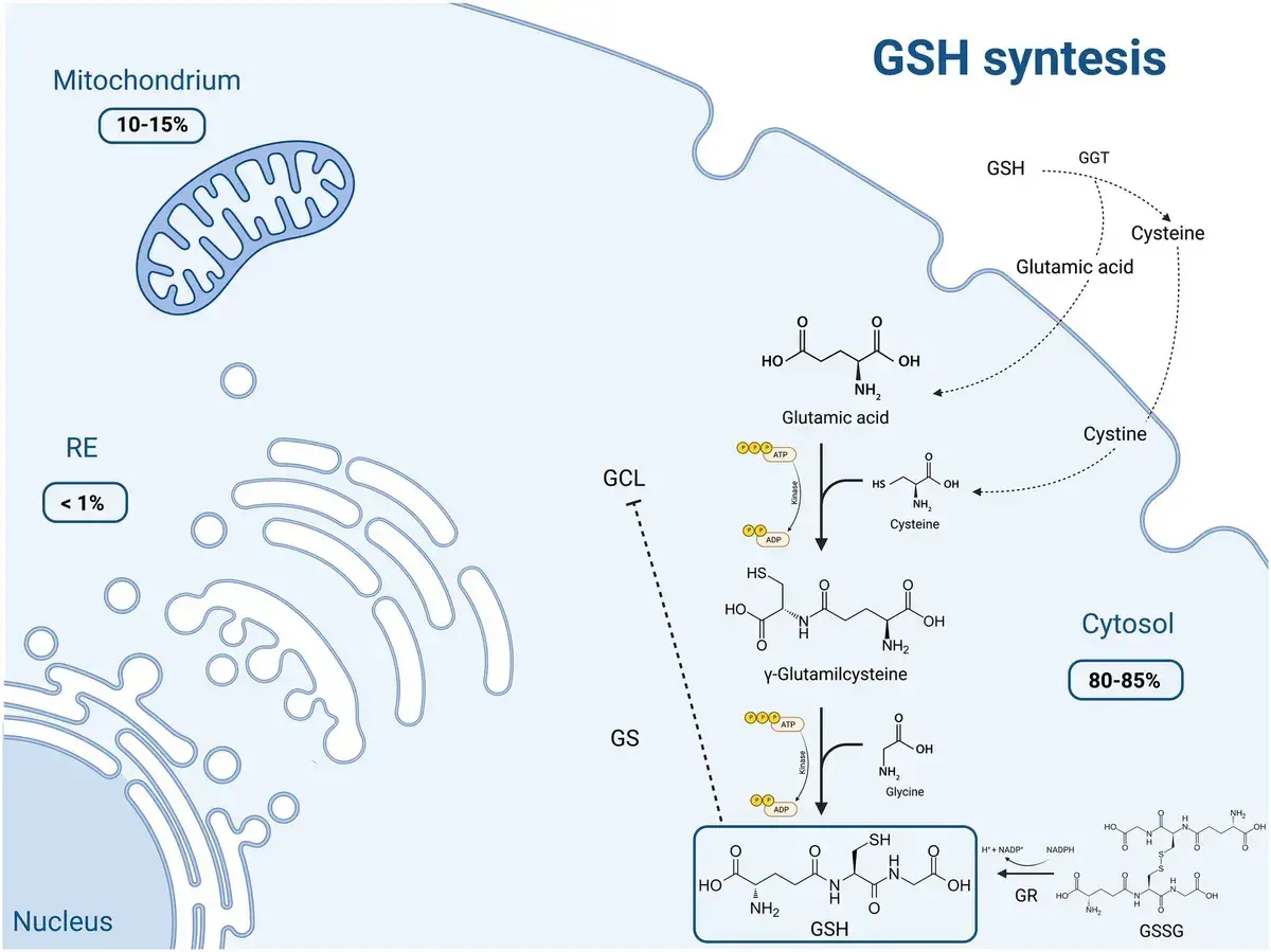 Schemat syntezy glutationu (GSH) w cytoplazmie. Glutation co to? To kluczowy antyoksydant.
