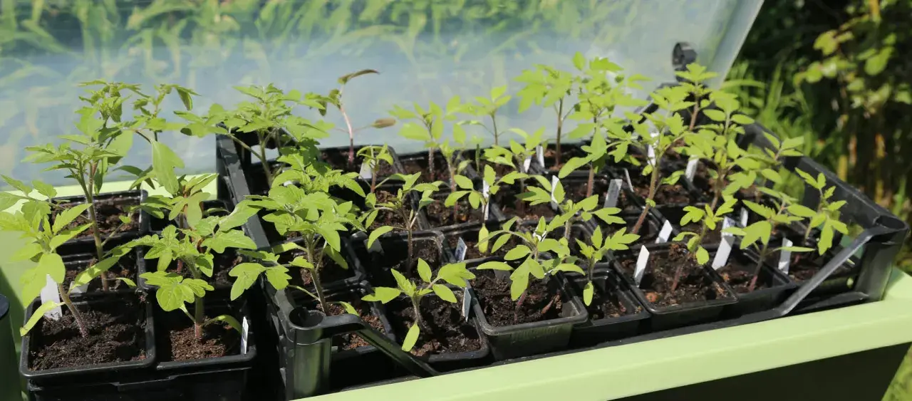 Jeunes plants de tomates prêts à être repiqués. Le moment idéal pour savoir quand planter tomates est arrivé, avec ces jeunes pousses vertes et vigoureuses.