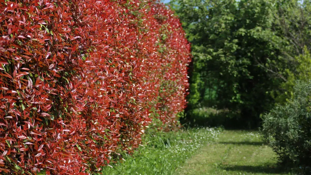 Eine dichte Hecke aus rotlaubiger Glanzmispel, bereit zum Schneiden, grenzt an einen grünen Gartenweg.