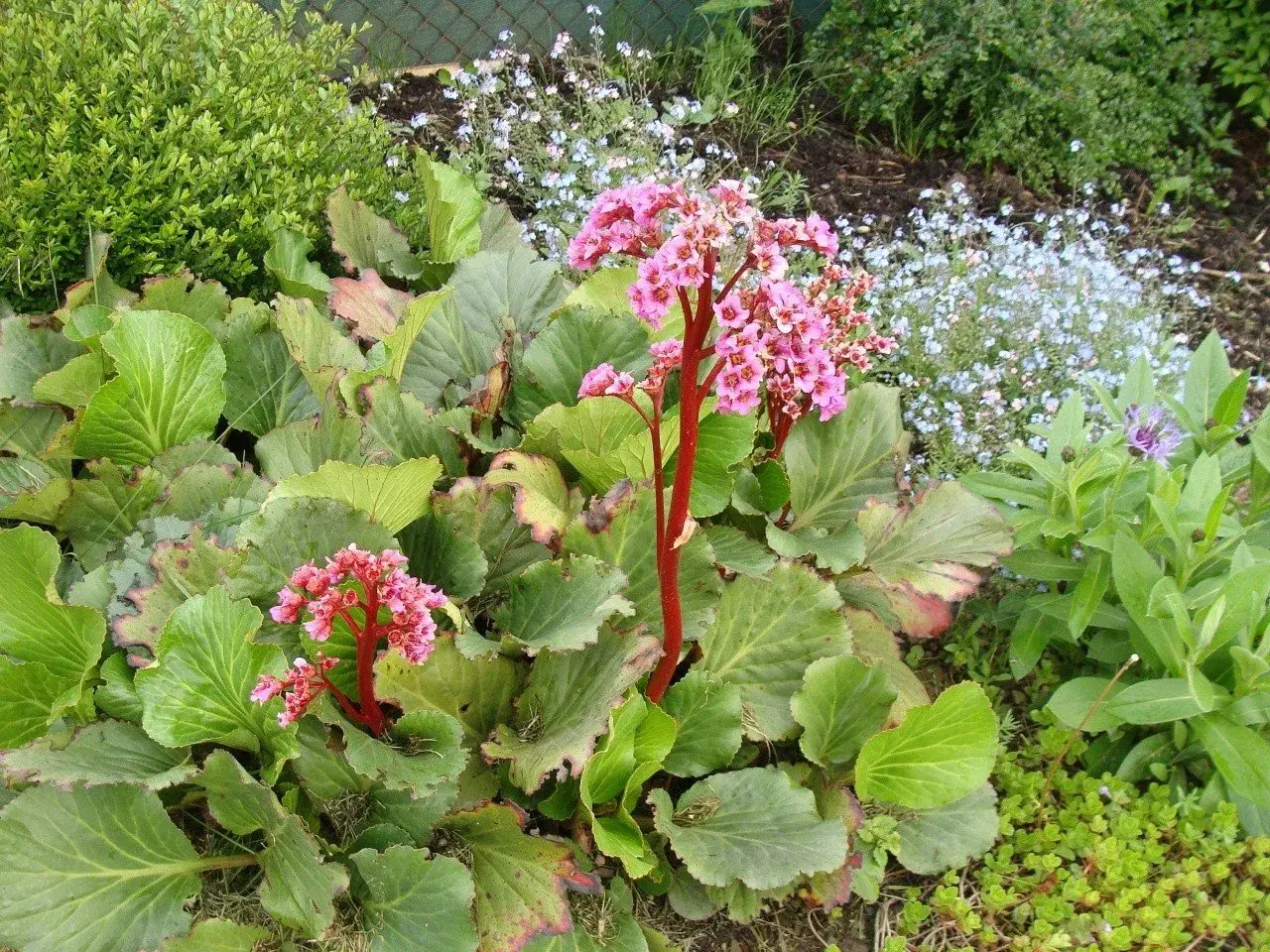 Bergenia zimą zachwyca różowymi kwiatami na czerwonych łodygach, otoczona zielenią i drobnymi niebieskimi kwiatuszkami.
