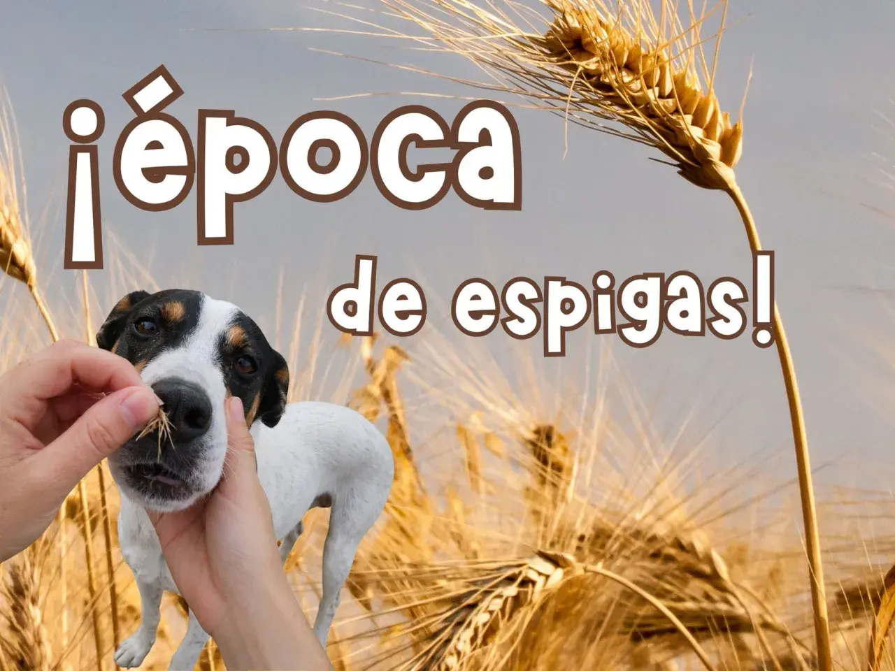 ¡Época de espigas! Un perro blanco y negro curioso olfatea unas espigas de trigo mientras unas manos le ofrecen más.
