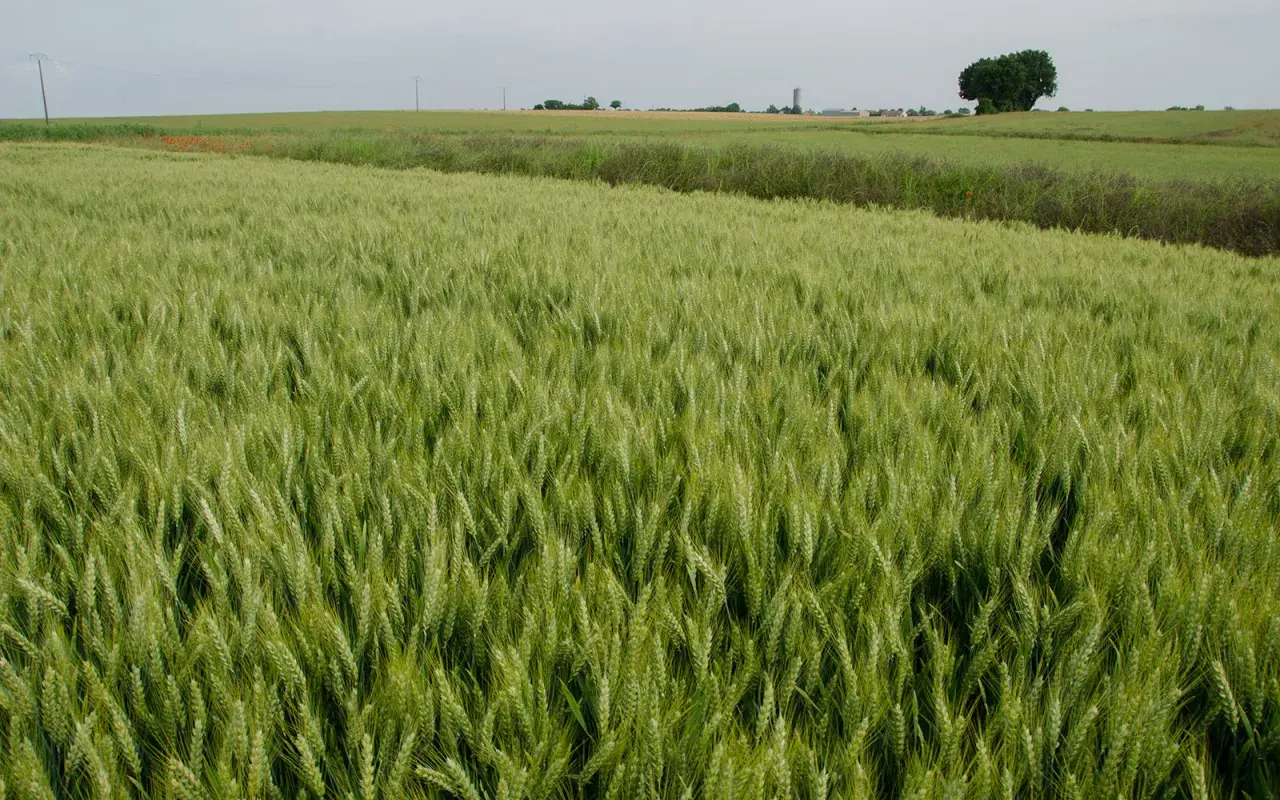 Champ de blé de printemps verdoyant s'étendant à perte de vue, avec des coquelicots rouges et un arbre solitaire à l'horizon.