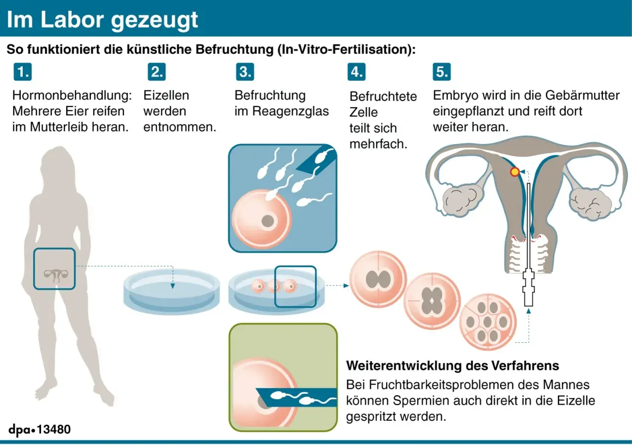 Schema erklärt die IVF-Bedeutung: Hormonbehandlung, Eizellentnahme, Befruchtung im Reagenzglas, Zellteilung, Embryotransfer in die Gebärmutter.