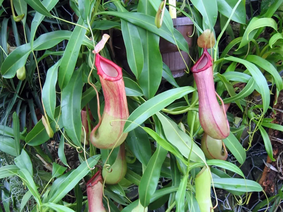 Plantes carnivores Nepenthes alata aux urnes rouges et vertes, suspendues parmi des feuilles luxuriantes.