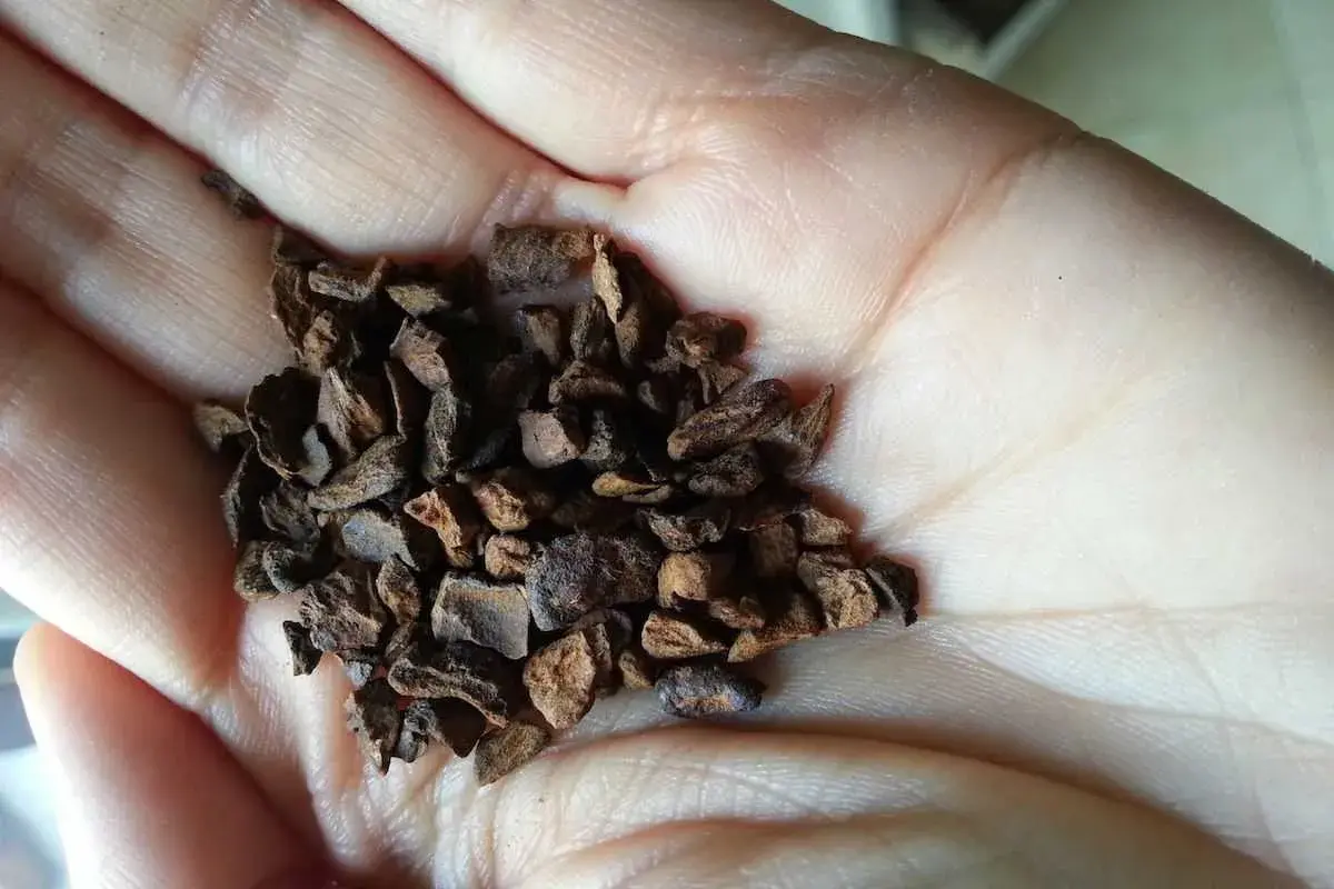 Mano che tiene chicchi di caffè di cicoria tostata. Informati sui caffè di cicoria controindicazioni prima di consumarlo.