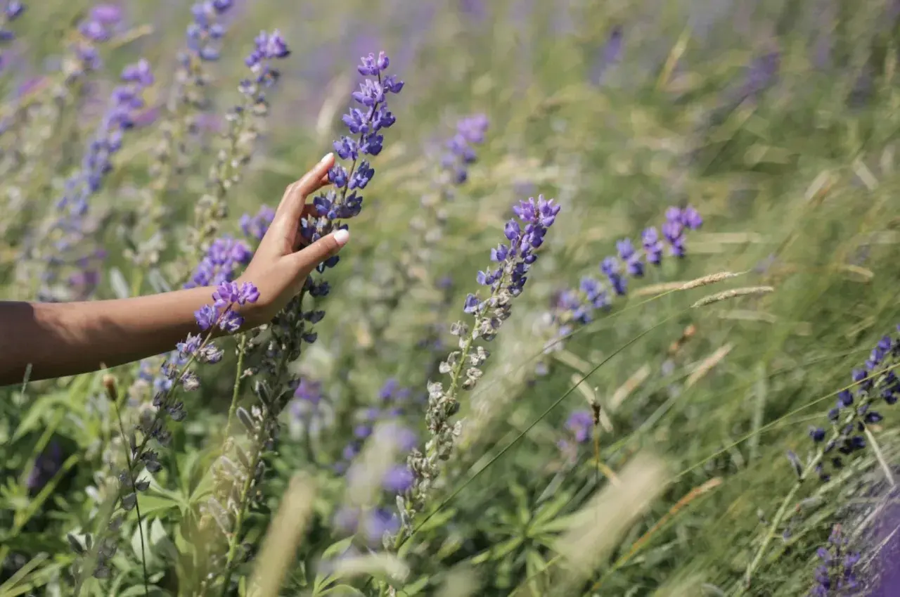 Main d'une femme effleurant des fleurs de lupin, évoquant les bienfaits des lupins pour les cheveux.