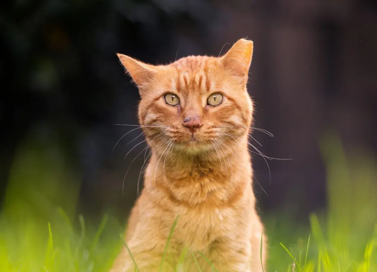 An ear-tipped ginger cat with striking green eyes sits in lush green grass, looking directly at the camera.