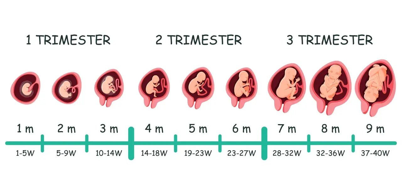 Entwicklung des Fötus von 1 bis 9 Monaten, zeigt verschiedene schwangerschaftswochen und monate.