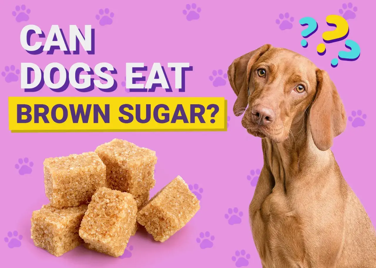 A curious dog looks at a pile of brown sugar cubes, with the text "Can dogs eat brown sugar?" above.