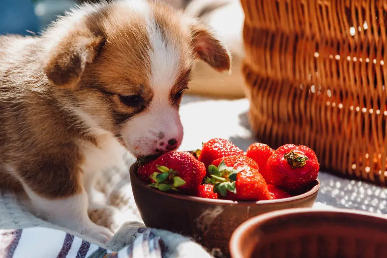Cachorro Corgi olfateando fresas en un cuenco, parte de una dieta barf perros casera. Cesta de mimbre al fondo.