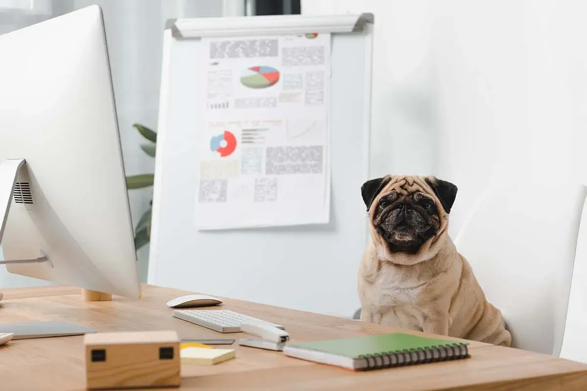 En mops sitter på en stol vid ett skrivbord med en dator och diagram. En arbetsgivare som tillåter hund på kontoret.