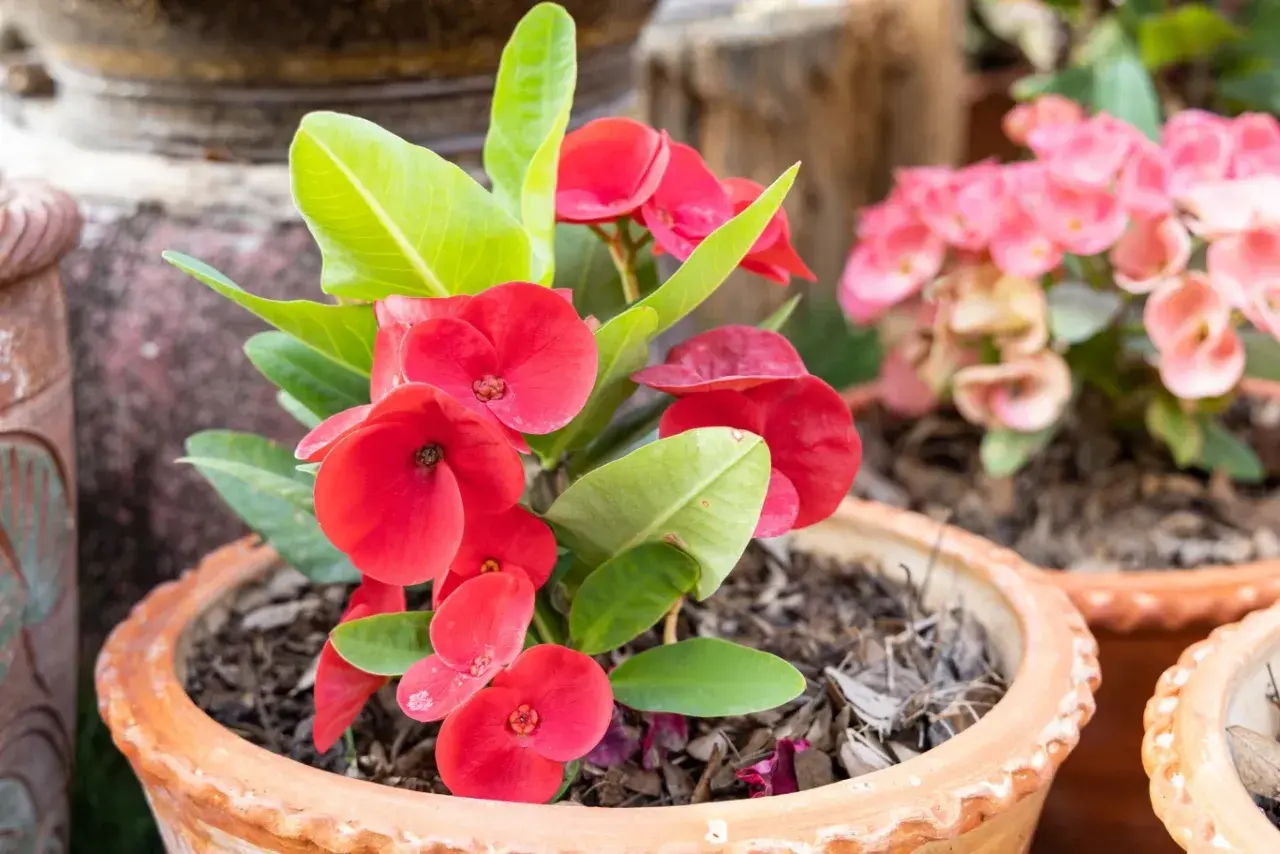 Czerwony euphorbia kwiat doniczkowy z zielonymi liśćmi w glinianej donicy. W tle widać różowe kwiaty.