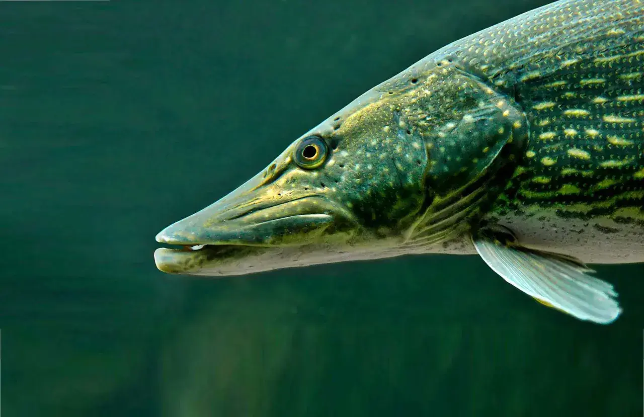 Ein Hecht schwimmt im dunklen Wasser, seine scharfen Zähne sind sichtbar. Er ist ein gefürchteter Räuber, der seine Feinde jagt.