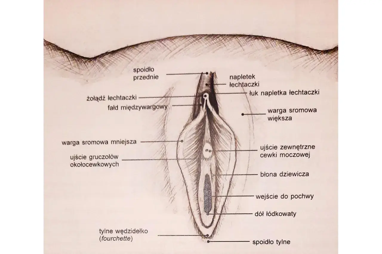 Ilustracja anatomiczna przedstawia zewnętrzne narządy płciowe kobiety, z zaznaczonym żołędziem łechtaczki i innymi elementami.