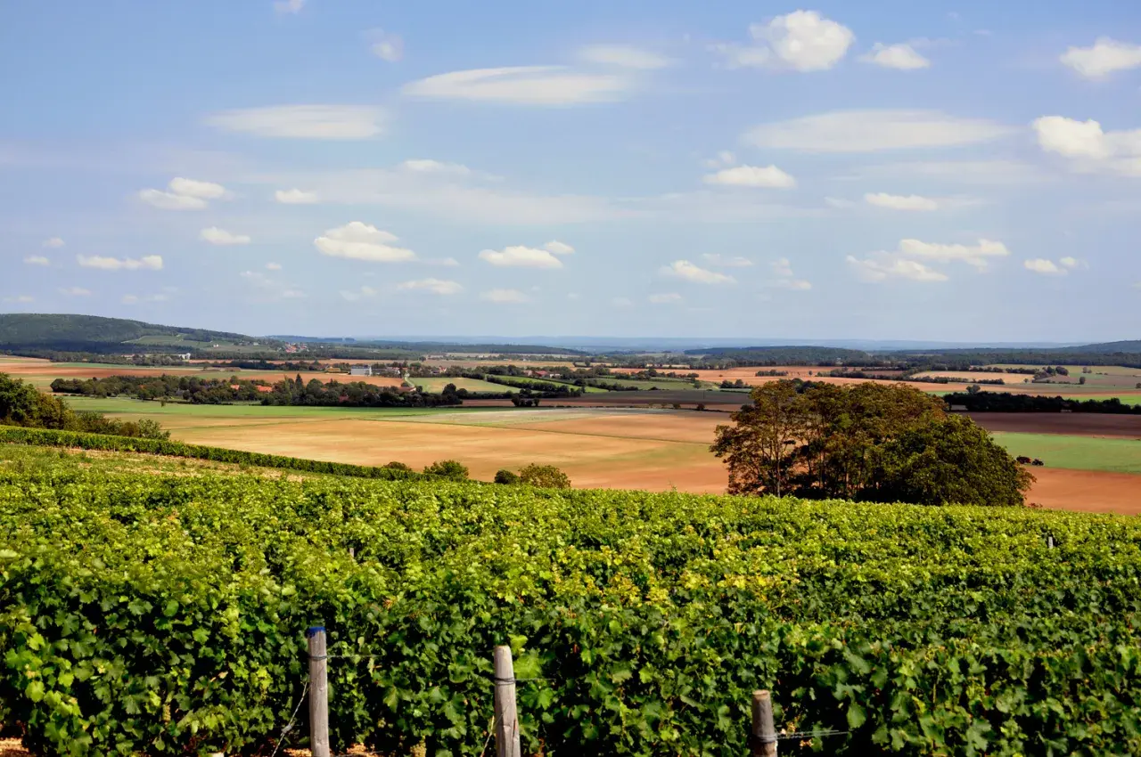 Paysage de vignobles verdoyants des Coteaux du Giennois, parfait pour un accord mets et vins blancs.