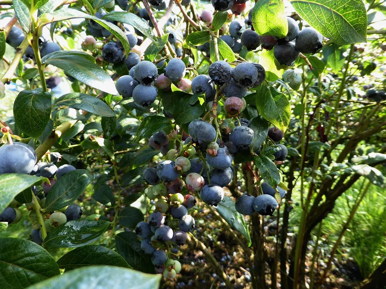 Reife Heidelbeeren an einem Strauch. Einige Beeren zeigen Anzeichen von Krankheiten, was auf mögliche Probleme bei der Ernte hinweist.