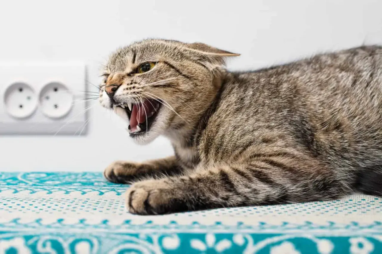Eine aggressive Katze mit weit geöffnetem Maul und sichtbaren Zähnen, die an eine Tollwut-Katze erinnert. Sie liegt auf einem gemusterten Stoff vor einer Steckdose.