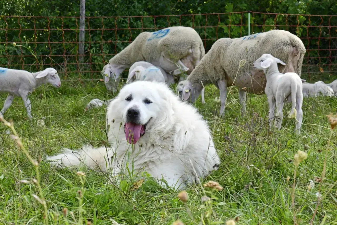 Un perro montaña del Pirineo, guardián blanco y peludo, descansa entre ovejas y corderos en un prado verde.