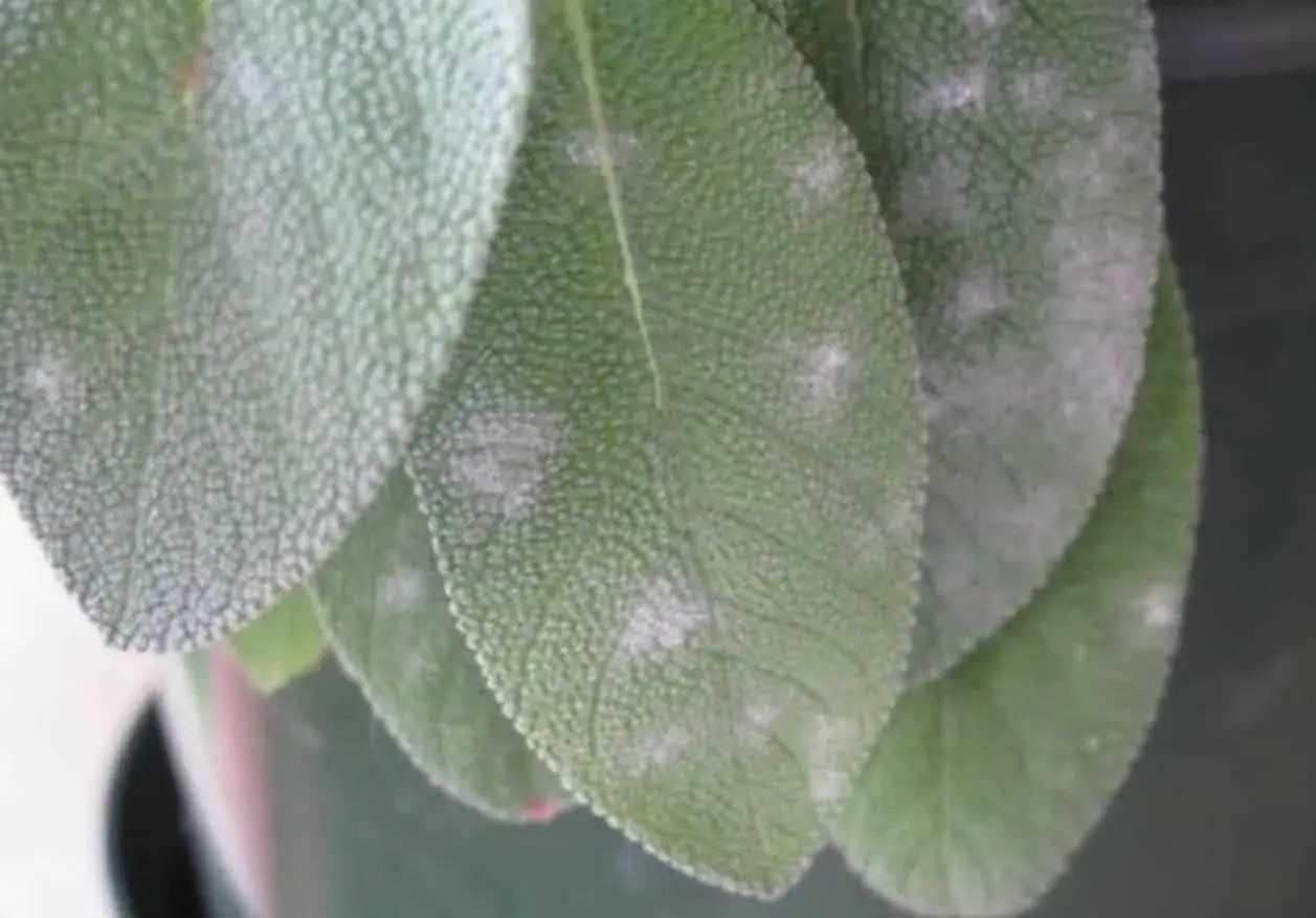 Foglie di salvia colpite da oidio, con macchie biancastre che ne ricoprono la superficie.