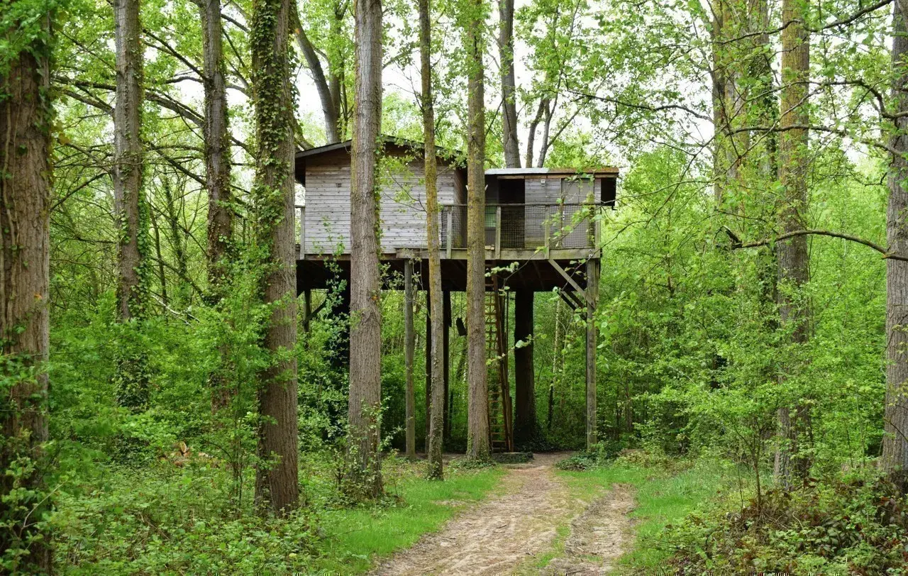 Une cabane dans les arbres haut de France, perchée au milieu d'une forêt verdoyante, invite à l'aventure. Un chemin serpente vers cette retraite insolite.