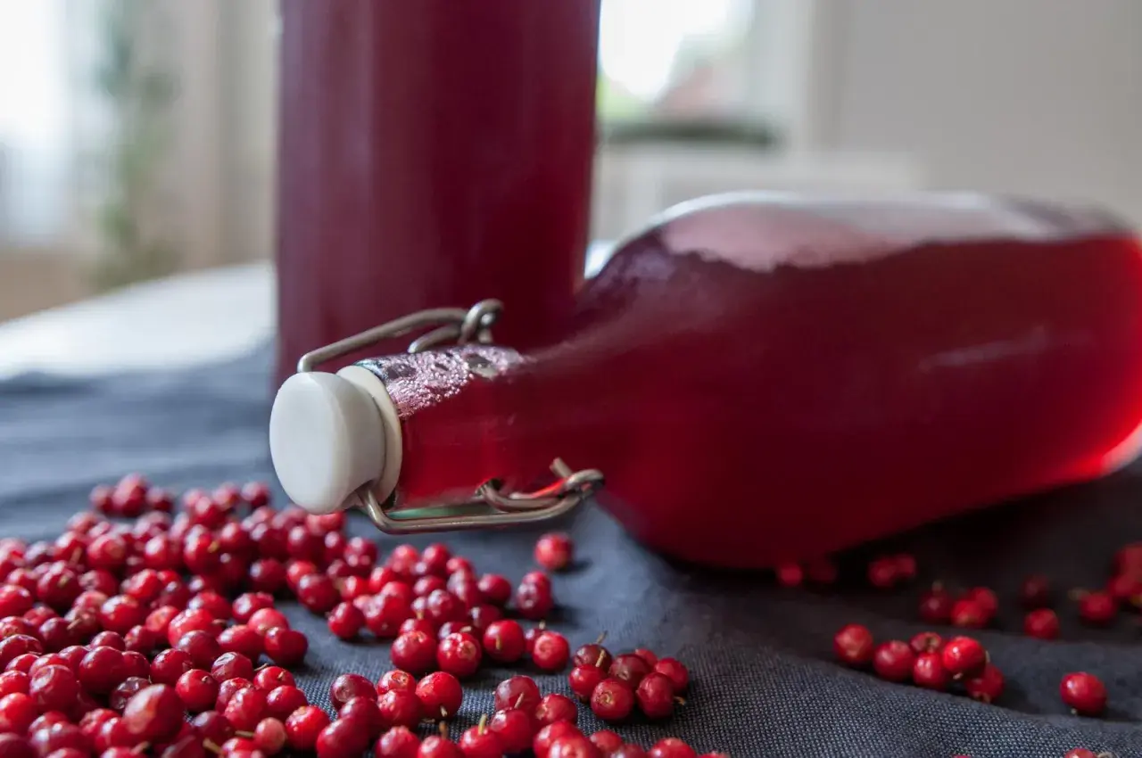 Färdig lingondricka i flaskor, omgivna av färska lingon. Perfekt för ett enkelt lingondricka recept.
