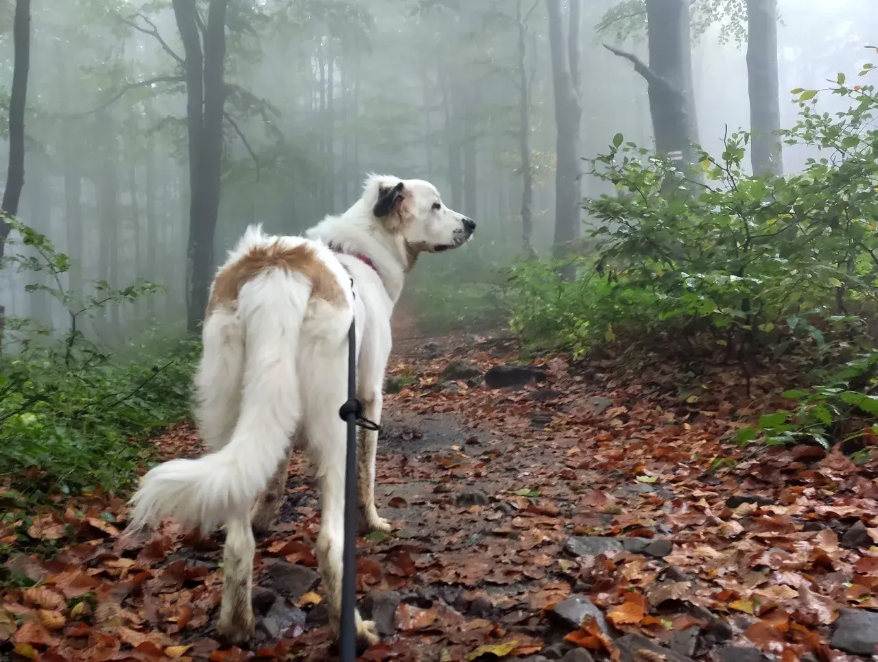 Bieszczady z psem. W jesiennej mgle, na leśnej ścieżce usłanej liśćmi, czeka wierny towarzysz.