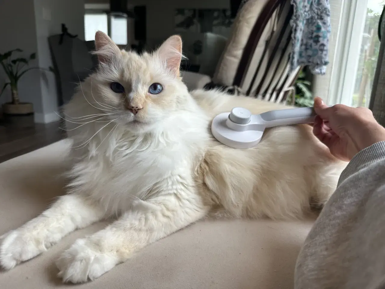A fluffy grey cat with striking blue eyes is being brushed.