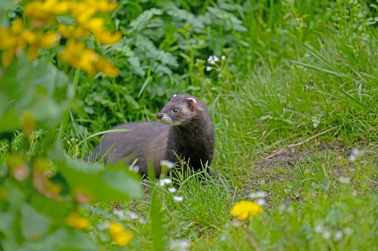 Ein neugieriger iltis im garten, umgeben von grünem Gras und gelben Blumen, schaut aufmerksam in die Ferne.