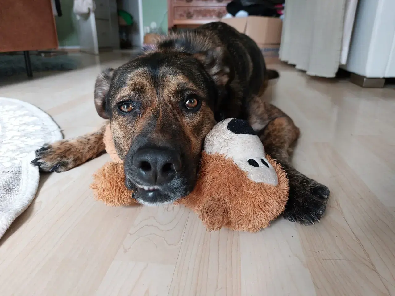 Ein braun getigerter Hund liegt entspannt auf dem Boden und kuschelt mit seinem Stofftier. Er zeigt eine sanfte Habituation.
