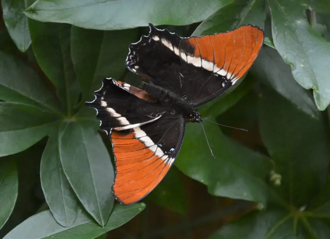 Motyl o pomarańczowo-czarnych skrzydłach z białymi pasami, odpoczywający wśród zielonych liści. Wspaniały widok z motylarni w Krakowie.