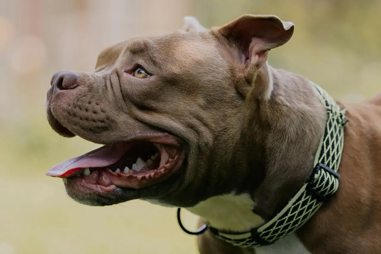 Brązowy pies rasy pitbull dyszy, pokazując język i zęby. Zastanawiasz się, dlaczego pies dyszy?