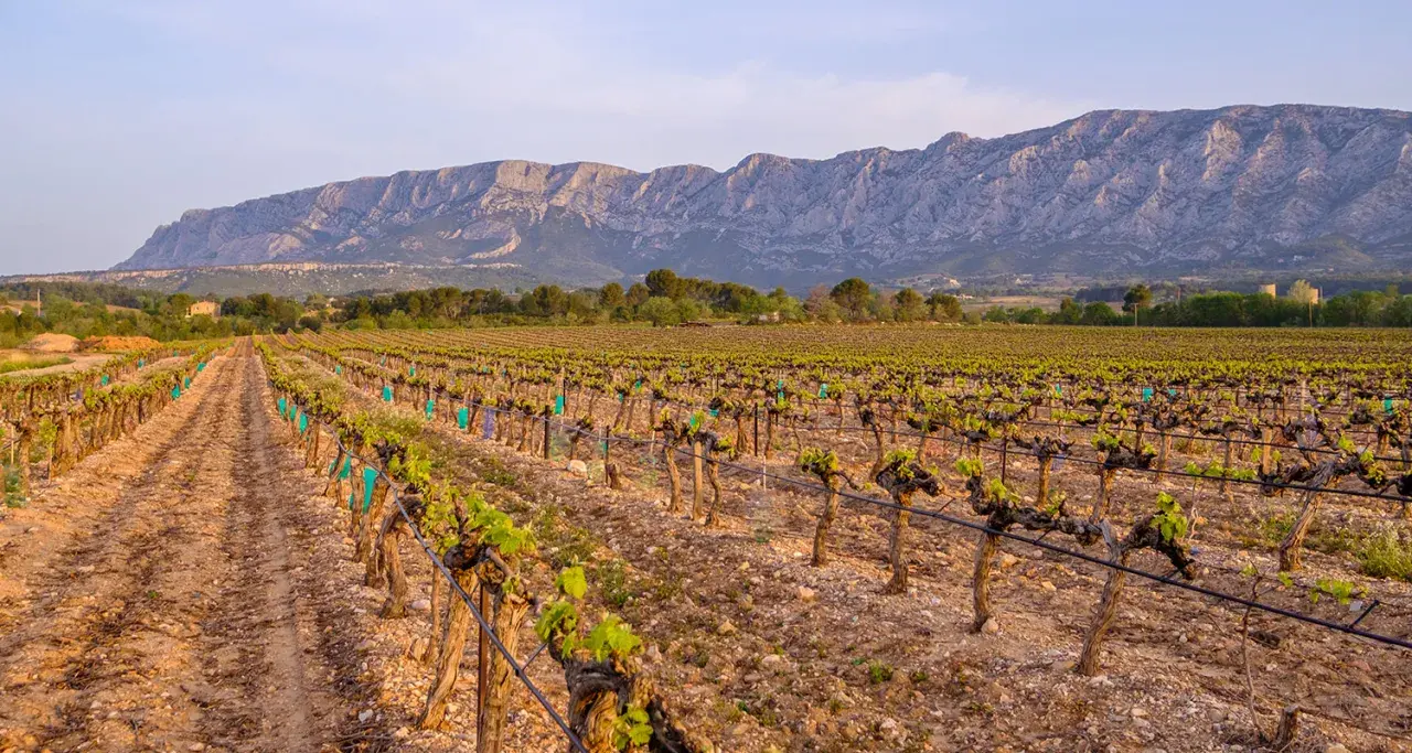 Weinreben im Abendlicht, die sich unter einem majestätischen Bergpanorama erstrecken. Ein typischer Anblick an der **Côte de Provence**.