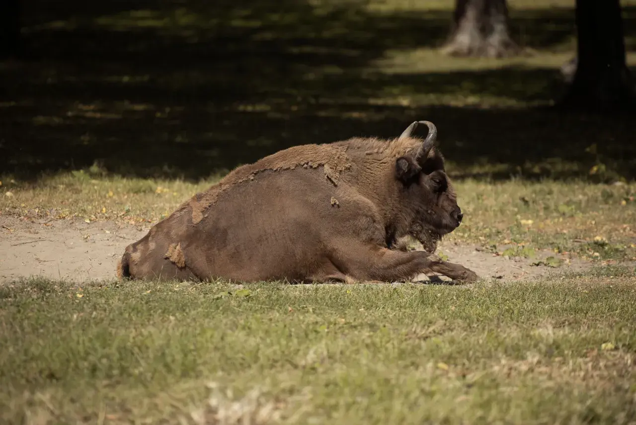 Białowieża żubry odpoczywają na trawie. Potężne zwierzęta w naturalnym środowisku.