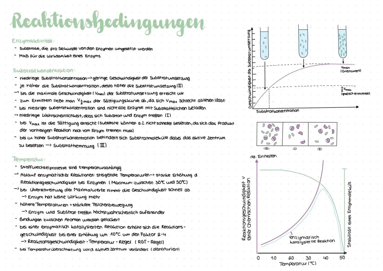 Notizen zu enzymatischen Reaktionen: Die RGT-Regel beschreibt, wie sich die Reaktionsgeschwindigkeit mit der Temperatur ändert.