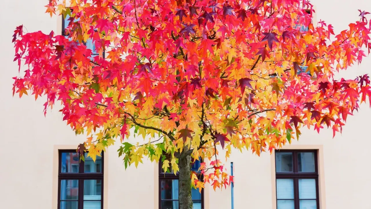 Un arbre aux feuilles flamboyantes rouge, orange et jaune, idéal pour savoir quel arbre planter dans son jardin.