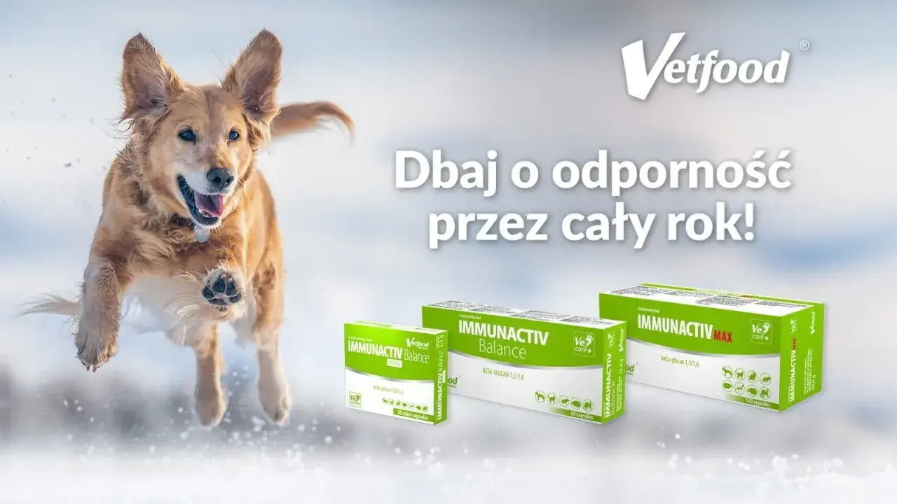 Radosny pies skacze w śniegu, wspierany przez produkty Immunactiv od Vetfood. Dbaj o odporność pupila przez cały rok!