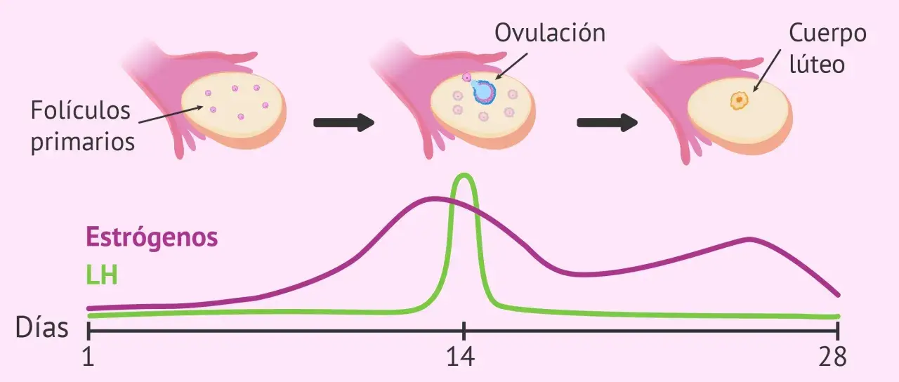Gráfica del ciclo ovárico: folículos primarios, ovulación y cuerpo lúteo. Niveles de estrógenos y hormona LH a lo largo de 28 días.