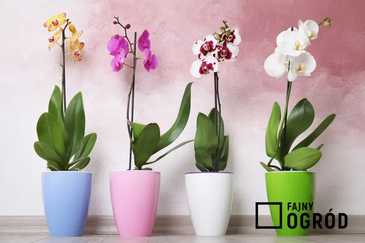 Cztery piękne storczyki odmiany Phalaenopsis w pastelowych doniczkach: żółty, różowy, biało-bordowy i biały.