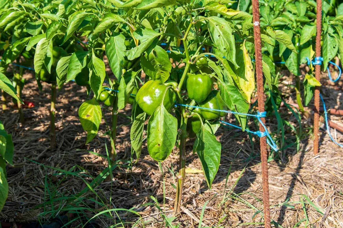 Des pieds de poivrons verts, bien chargés, poussent dans un potager paillé. Les fruits brillent sous le soleil.