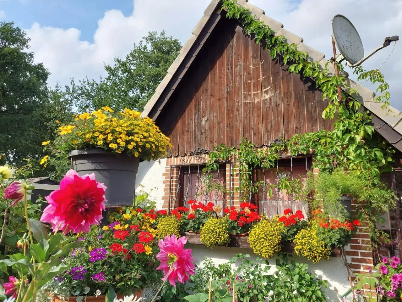 Bunte Blumenpracht vor einem Holzhäuschen – tolle Schrebergarten Ideen für ein blühendes Paradies.