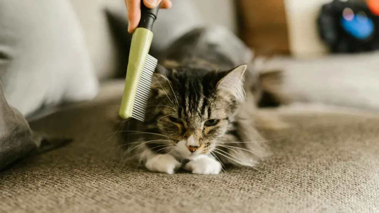 Un gato atigrado se acicala mientras le cepillan el pelo, una escena común cuando mudan el pelo los gatos.