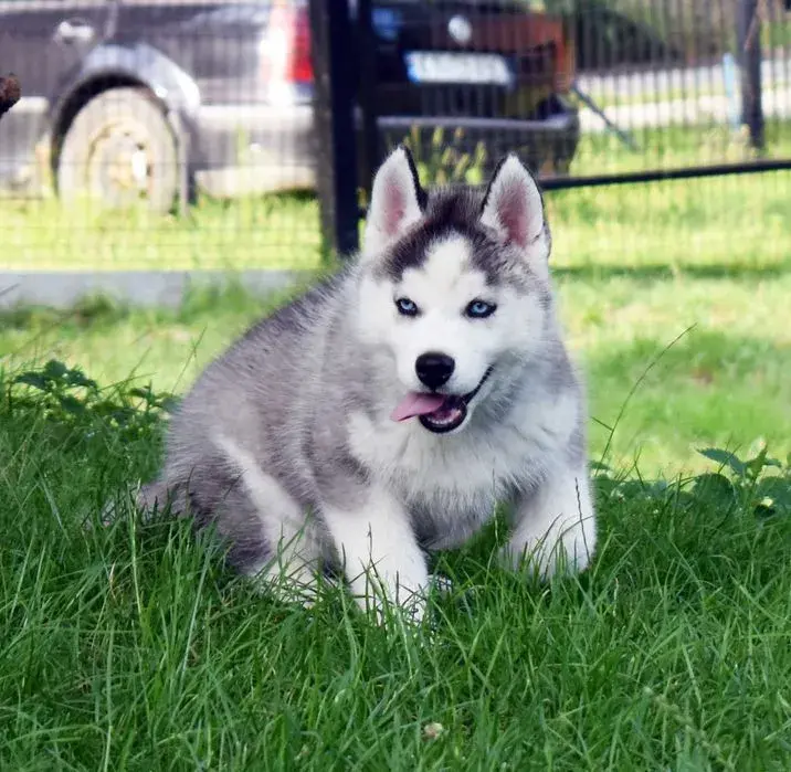 Ile kosztuje husky z rodowodem? Ceny, które mogą zaskoczyć
