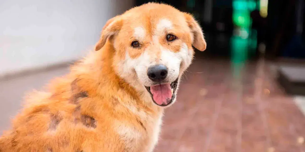 Perro con parches de alopecia, posiblemente por mastocitoma. La esperanza de vida varía según el tratamiento.
