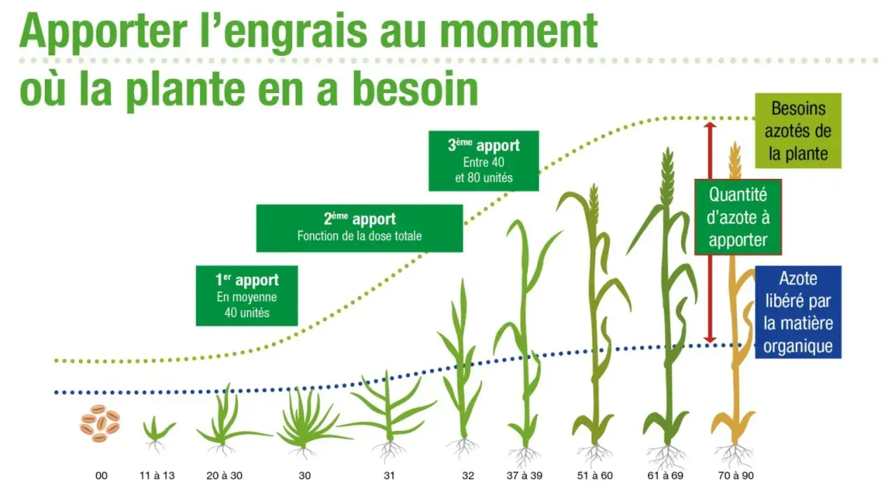 Illustration montrant la croissance du blé et les apports d'azote nécessaires à chaque étape.