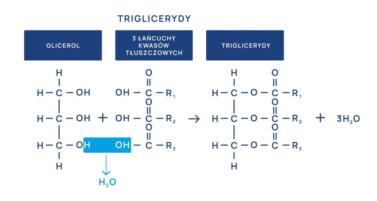 Schemat syntezy triglicerydów. Lipanthyl na co? Na wysoki poziom trójglicerydów.