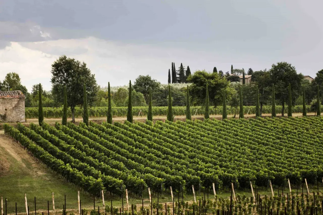 Vigneti ordinati e filari di cipressi nella tenuta Setteponti, con un casale in pietra e alberi sullo sfondo.